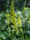 Yellow Sweet Clover (Melilotus officinalis)
