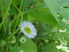 Daisy Fleabane (Erigeron annus)