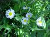 Daisy Fleabane (Erigeron annus)