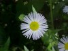 Daisy Fleabane (Erigeron annus)