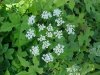Wild Angelica (Angelica triquinata) - described as closely resembling the very poisoness Water Hemlock (Cicuta maculata)