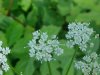 Wild Angelica (Angelica triquinata) - described as closely resembling the very poisoness Water Hemlock (Cicuta maculata)