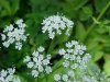 Wild Angelica (Angelica triquinata) - described as closely resembling the very poisoness Water Hemlock (Cicuta maculata)