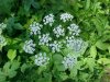 Wild Angelica (Angelica triquinata) - described as closely resembling the very poisoness Water Hemlock (Cicuta maculata)