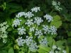 Wild Angelica (Angelica triquinata) - described as closely resembling the very poisoness Water Hemlock (Cicuta maculata)