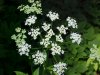 Wild Angelica (Angelica triquinata) - described as closely resembling the very poisoness Water Hemlock (Cicuta maculata)