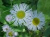 Philadelphia Fleabane (Erigeron philadelphicus)