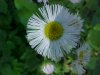 Philadelphia Fleabane (Erigeron philadelphicus)