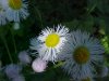 Philadelphia Fleabane (Erigeron philadelphicus)