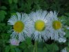 Philadelphia Fleabane (Erigeron philadelphicus)
