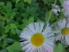 Philadelphia Fleabane (Erigeron philadelphicus)