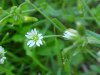 Mouse-ear Chickweed (Cerastium fontanum)