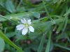 Mouse-ear Chickweed (Cerastium fontanum)