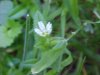 Mouse-ear Chickweed (Cerastium fontanum)