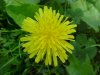 Common Dandelion (Taraxacum officinale)