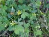 Black Medick (Medicago lupulina)