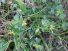 Black Medick (Medicago lupulina)
