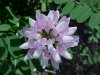 Crown Vetch (Coronilla varia)
