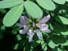 Crown Vetch (Coronilla varia)