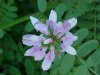 Crown Vetch (Coronilla varia)