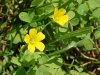 Yellow Wood Sorrel; Sour  Grass (Oxalis stricta)