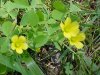 Yellow Wood Sorrel; Sour Grass (Oxalis stricta)