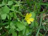 Yellow Wood Sorrel; Sour  Grass (Oxalis stricta)