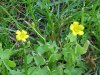Yellow Wood Sorrel; Sour Grass (Oxalis stricta)