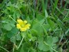 Yellow Wood Sorrel; Sour Grass (Oxalis stricta)