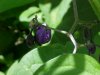 Bittersweet Nightshade; Climbing Nightshade; Deadly Nightshade (Solanum dulcamara)