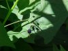Bittersweet Nightshade; Climbing Nightshade; Deadly Nightshade (Solanum dulcamara)