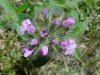 Wild Basil (Clinopodium vulgare)