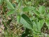Wild Basil (Clinopodium vulgare)