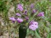 Wild Basil (Clinopodium vulgare)