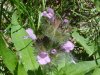 Wild Basil (Clinopodium vulgare)