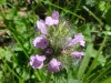 Wild Basil (Clinopodium vulgare)
