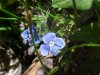 Germander Speedwell; Bird's-eye  Speedwell (Veronica chamaedrys)