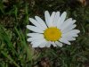 Oxeye Daisy (Leucanthemum vulgare)