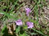 Wild Basil (Clinopodium vulgare)