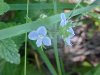 Germander Speedwell; Bird's-eye Speedwell (Veronica chamaedrys)