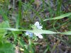 Germander Speedwell; Bird's-eye Speedwell (Veronica chamaedrys)