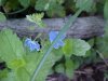 Germander Speedwell; Bird's-eye Speedwell (Veronica chamaedrys)