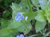 Germander Speedwell; Bird's-eye Speedwell (Veronica chamaedrys)