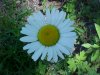 Oxeye Daisy (Leucanthemum vulgare)