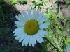 Oxeye Daisy (Leucanthemum vulgare)