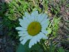 Oxeye Daisy (Leucanthemum vulgare)