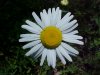 Oxeye Daisy (Leucanthemum vulgare)
