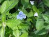 Germander Speedwell; Bird's-eye Speedwell (Veronica chamaedrys)