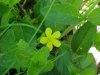 Yellow Wood Sorrel; Sour Grass (Oxalis stricta)