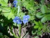 Germander Speedwell; Bird's-eye Speedwell (Veronica chamaedrys)